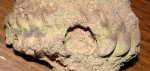 15960003 - Hoplites cf. escragnollensis