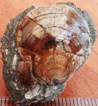 198B0208 - Entolium numulare