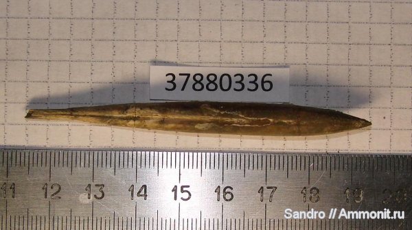 Hibolites