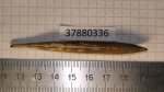 37880336 Hibolites cf. calloviensis (?)-помогите определить вид