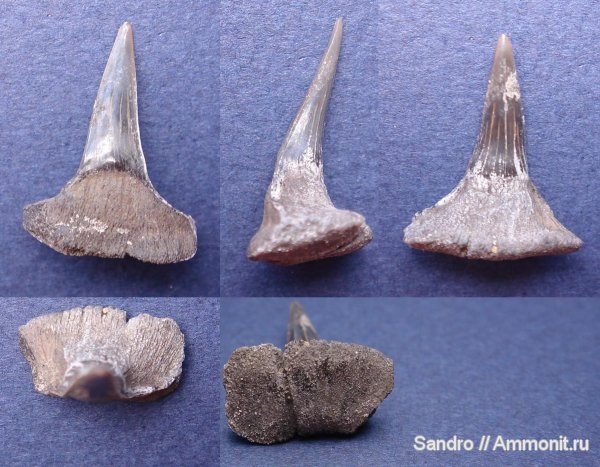 Еганово, Sphenodus, Synechodontiformes