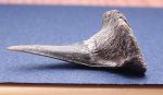 418B0040-2 - Sphenodus stshurowskii