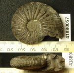 418B0057 - Virgatites virgatus