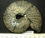 418B0064 - Virgatites virgatus.