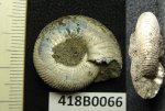 418B0066 - Craspedites