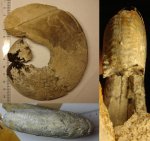 377880406 - Kosmoceratidae