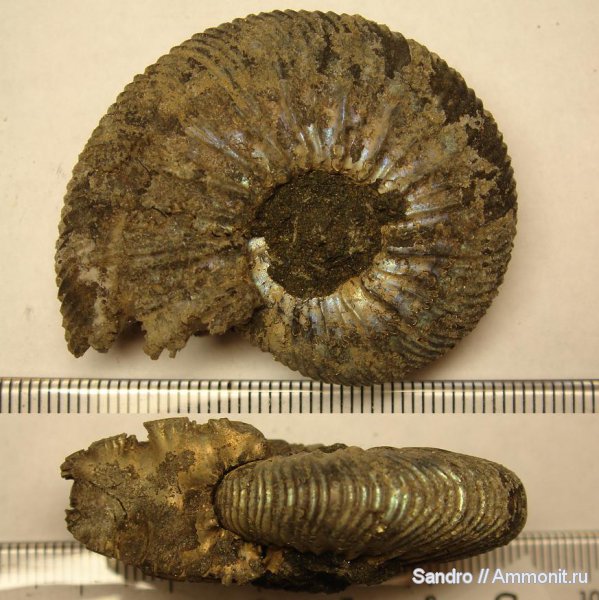 Virgatites