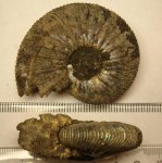 288B0148 - V. virgatus