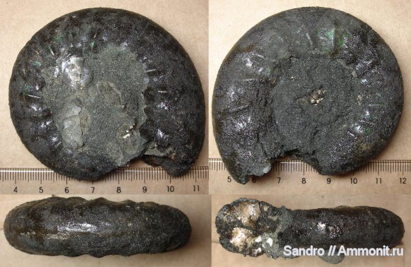 макроконхи, Kachpurites, Еганово, Macroconchs, Volgian