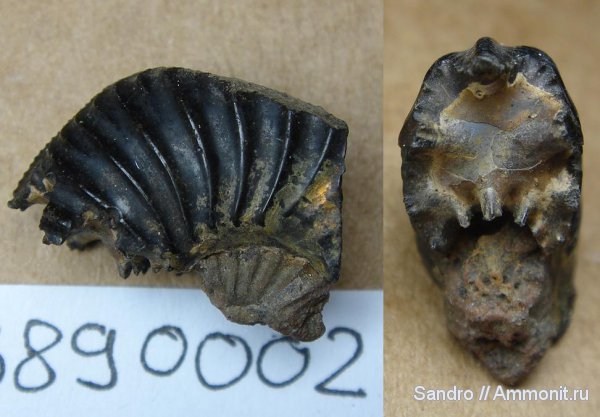 Amoeboceras