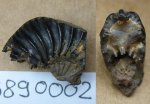 23890002 - Amoeboceras 23890002 - Amoeboceras