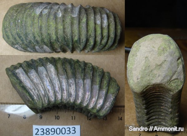 Dichotomosphinctes