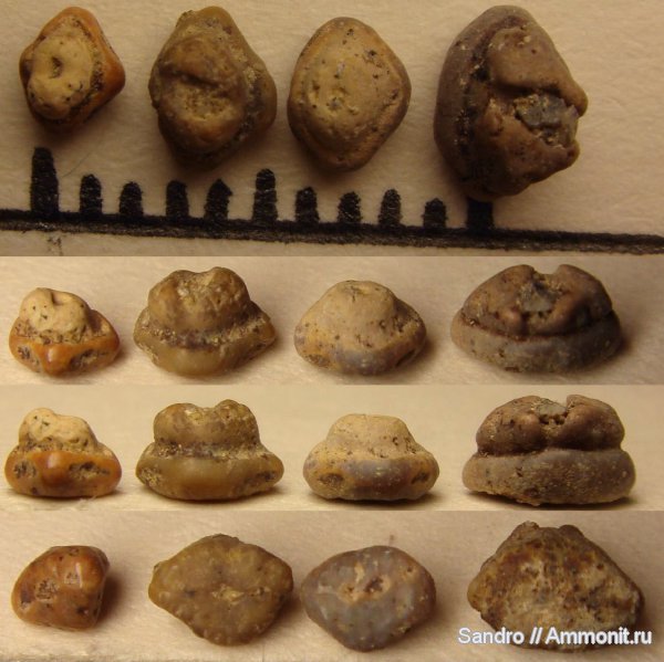 скаты, сеноман, Turoniabatis, Cenomanian