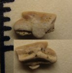 42970203 - Squalus