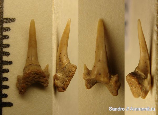 сеноман, ?, Odontaspis, Cenomanian