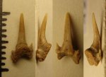 42970201 - Odontaspis ?