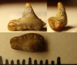 42970210 - Synechodiformes