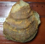 42980003 - Inoceramus lamarckii