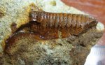 42980004 - замковый механизм Inoceramus lamarckii