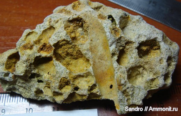 ?, Goniocamax