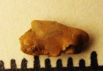42970162 - Squalus sp.