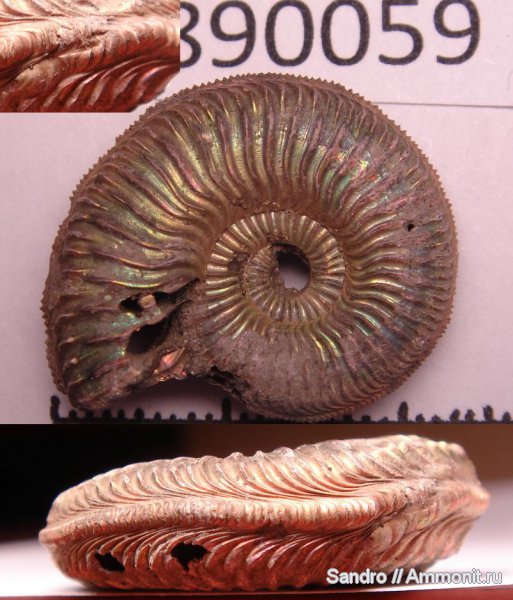 Amoeboceras, прижизненные повреждения, ?, ammonoid sublethal injuries