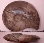 418B0095 Garniericeras