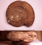 Dactylioceras