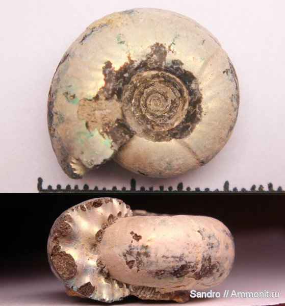 Craspedites, ?