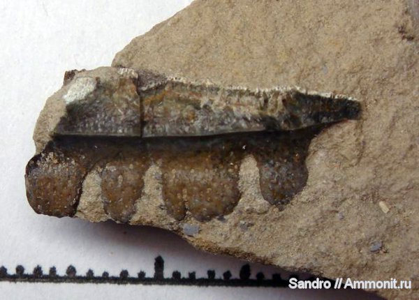 Polyrhizodus