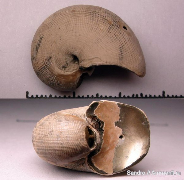 Cenoceras