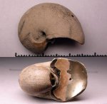 Cenoceras sp. из Михайлова