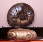 418B0085 - Craspedites 418B0085 - Craspedites