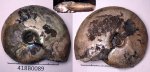 418B0089 - Garniericeras 418B0089 - Garniericeras