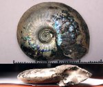 418B0092 - Garniericeras catenulatum