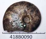 418B0090 - Garniericeras