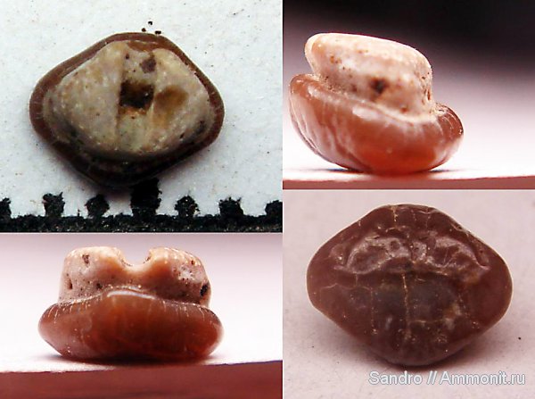 ?, Turoniabatis