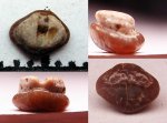42970317 - Turoniabatis