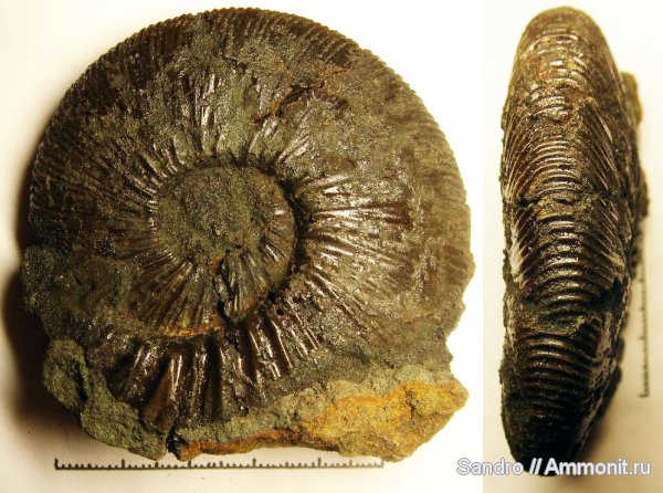 Virgatites, ?
