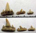 42970323_325 - Paraorthacodus и Synechodus 42970323_325 - Paraorthacodus и Synechodus