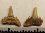 42970326 - Synechodus sp. 42970326 - Synechodus sp.