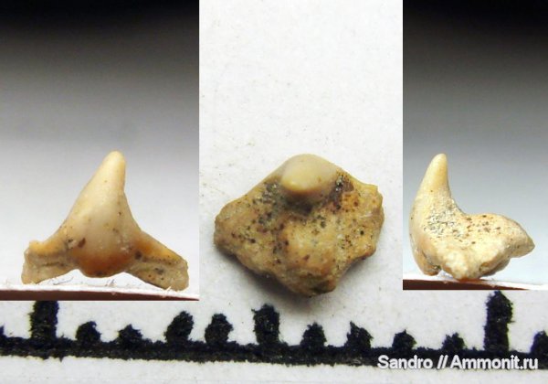 Squatina