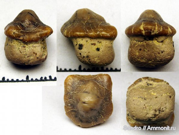 Ptychodus, Ptychodus mortoni