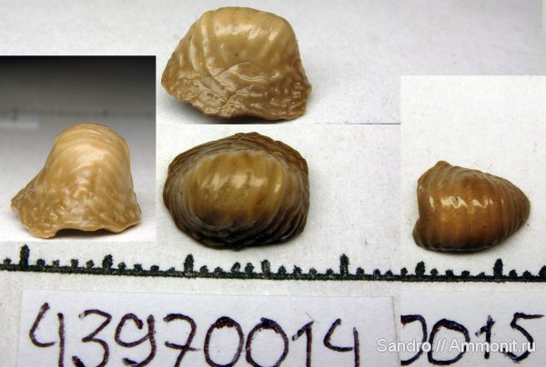 Ptychodus, ?