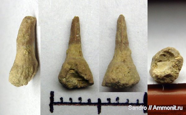 ?, Sclerorhynchiformes