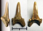 43970018 - Archaeolamna