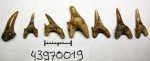 43970019 - Protolamna 43970019 - Protolamna