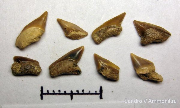 Palaeoanacorax