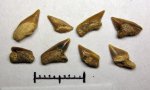 43970023 - Palaeoanacorax