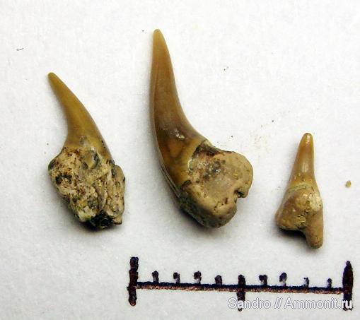 Leptostyrax